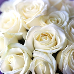15 белых роз 50см (Россия)