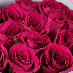 15 малиновых роз 35-40см в упаковке (Кения)