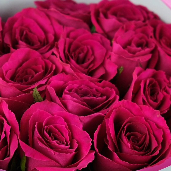 15 малиновых роз 35-40см в упаковке (Кения)