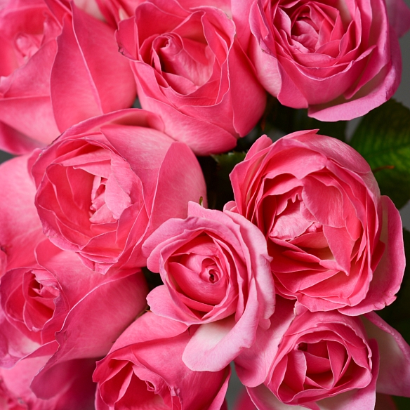 15 розовых роз 35-40см (Россия)