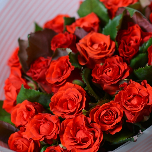 25 красных роз 35-40см в упаковке (Россия)