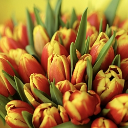 25 красно-желтых тюльпанов в упаковке
