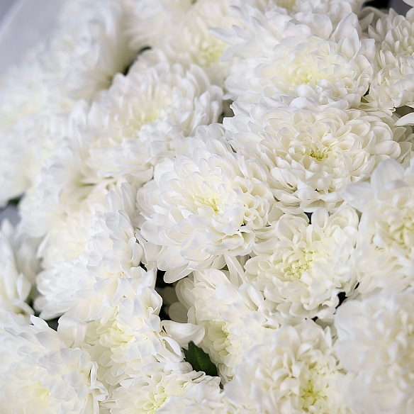 9 белых кустовых хризантем в упаковке