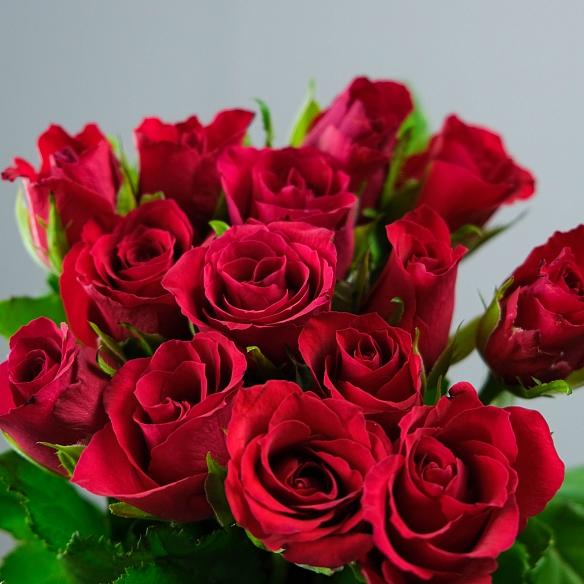 15 красных роз под ленту