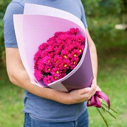 5 кустовых хризантем пурпурного цвета в упаковке.