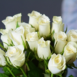 15 белых роз 35-40см (Кения)