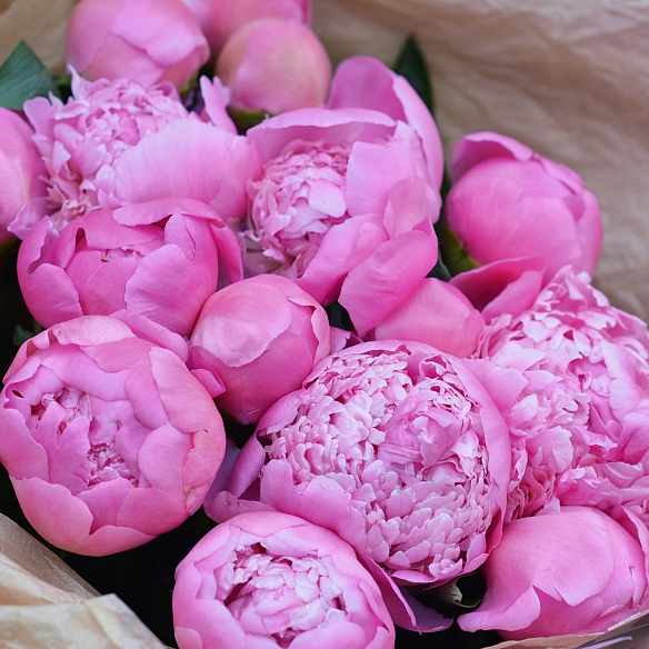 15 розовых пионов в упаковке (Голландия)
