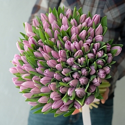 101 фиолетовый тюльпан