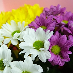 3 кустовых хризантемы микс в упаковке