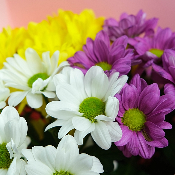 3 кустовых хризантемы микс в упаковке