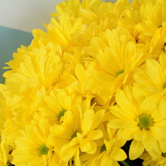 7 желтых кустовых хризантем в упаковке