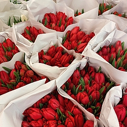 Охапка красных тюльпанов (50шт)