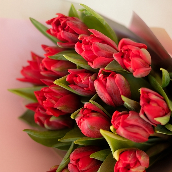 15 красных пионовидных тюльпанов в крафте