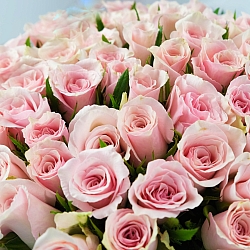 51 бело-розовая роза 35-40см в упаковке (Кения)