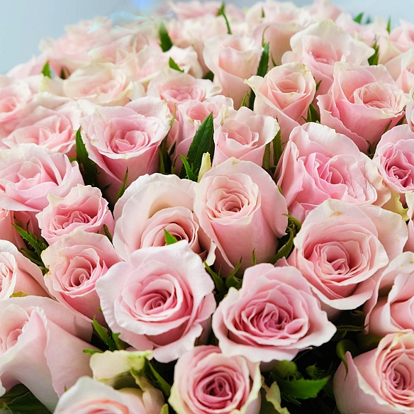 51 бело-розовая роза 35-40см в упаковке (Кения)