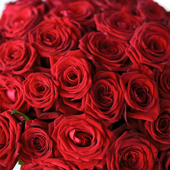 75 красных роз 40см в упаковке (Россия)