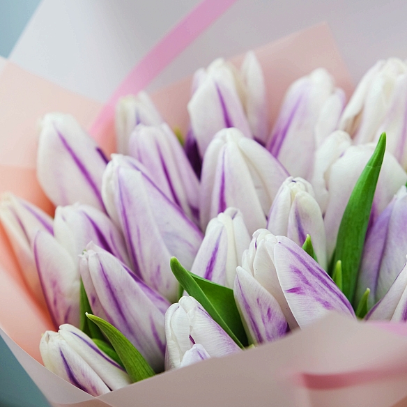 25 бело-фиолетовых тюльпанов в упаковке