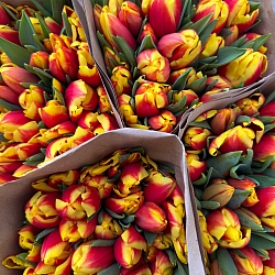 Охапка красно-желтых тюльпанов (50шт)