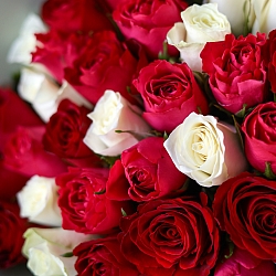 25 роз яркий микс 35-40см в упаковке (Кения)