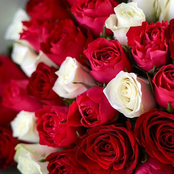 25 роз яркий микс 35-40см в упаковке (Кения)