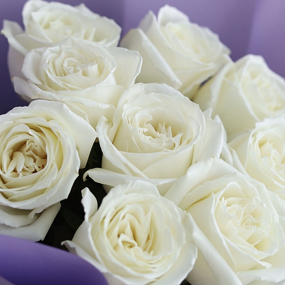 9 роз Плайя Бланка 50см в упаковке (Эквадор)