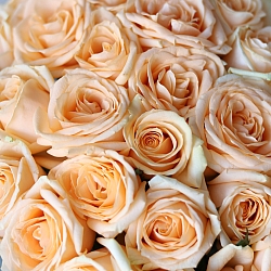 101 кремовая роза 40см в упаковке (Россия)