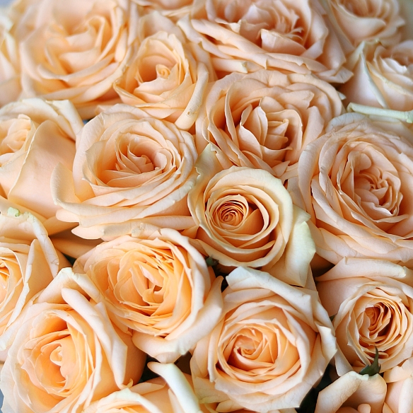 101 кремовая роза 40см в упаковке (Россия)