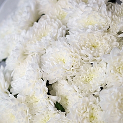 9 белых кустовых хризантем в упаковке