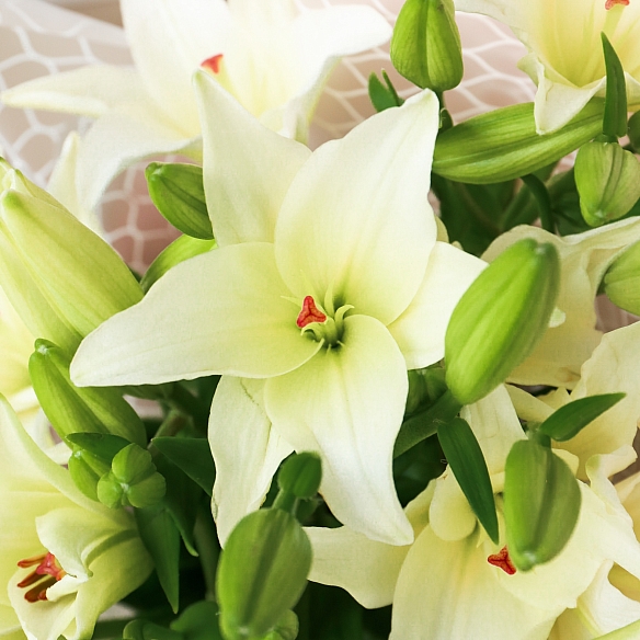 7 белых лилий в упаковке
