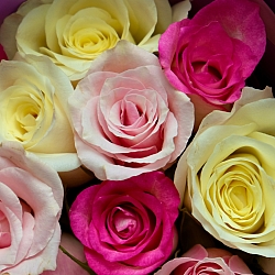 15 роз нежный микс 35-40см в упаковке (Кения)