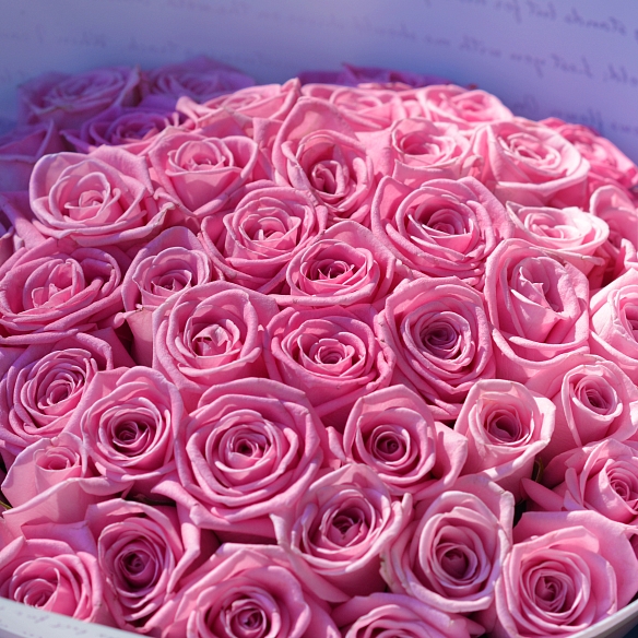51 розовая роза 35-40см в упаковке (Россия)