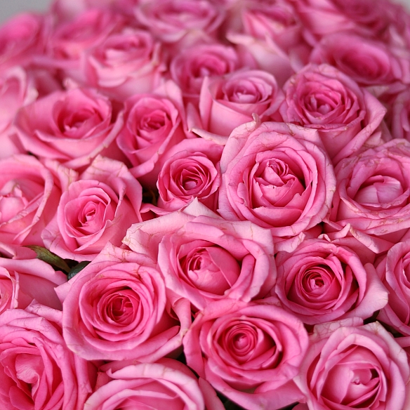 35 розовых роз 40см в упаковке (Россия)