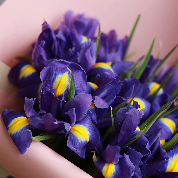 15 ирисов в упаковке