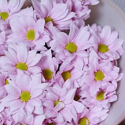 5 розовых кустовых хризантем в упаковке