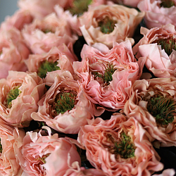 15 персиковых пионовидных роз 70см (Россия)