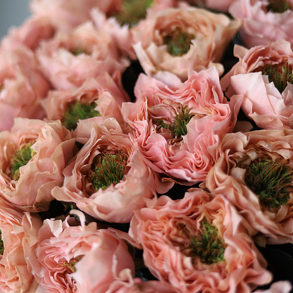 15 персиковых пионовидных роз 70см (Россия)