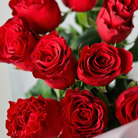 9 красных роз 70см в упаковке (Кения)