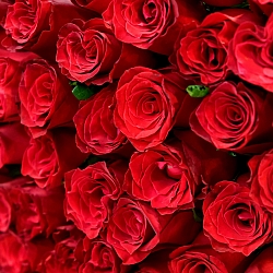 101 красная роза 70см (Кения)