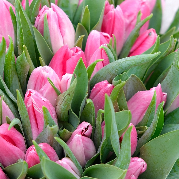 101 розовый тюльпан в упаковке