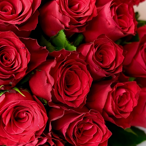 51 красная роза 70см в упаковке (Кения)