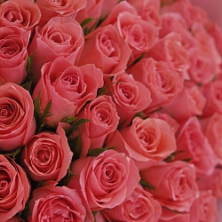 101 розовая роза 35-40см в упаковке (Кения)
