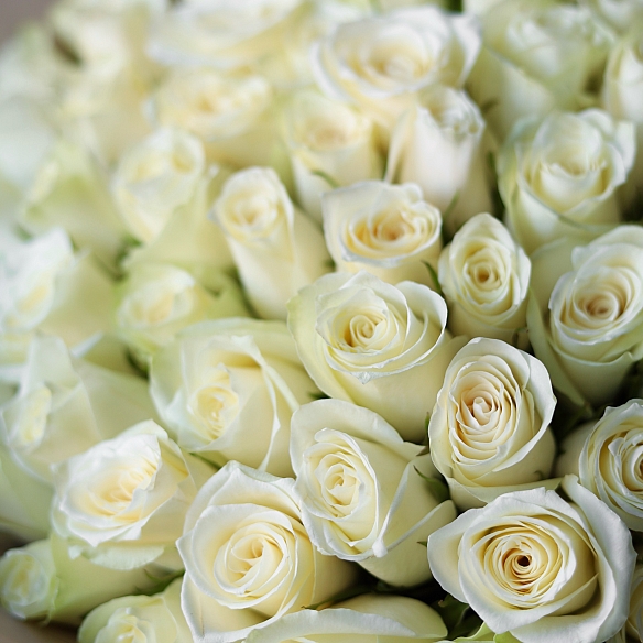 51 белая роза 35-40см в упаковке (Кения)