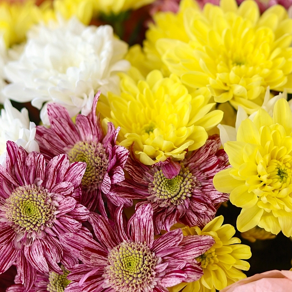 7 кустовых хризантем микс в упаковке