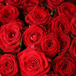 25 красных роз 70см в упаковке (Россия)