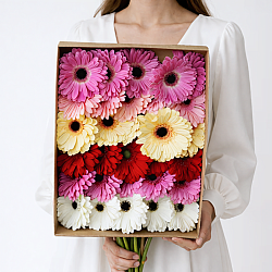 Охапка гербер микс