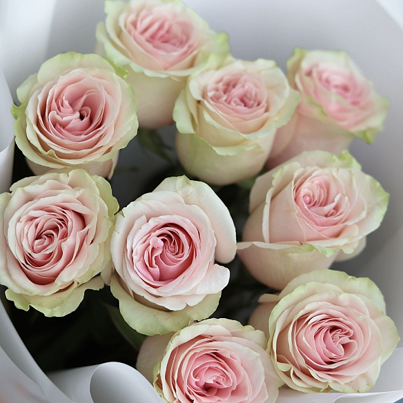 9 роз Фрутетто 50см в упаковке (Эквадор)