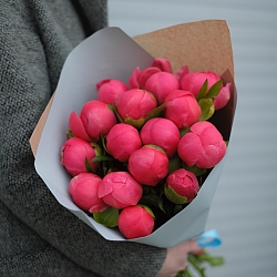 15 коралловых пионов в упаковке (Голландия)