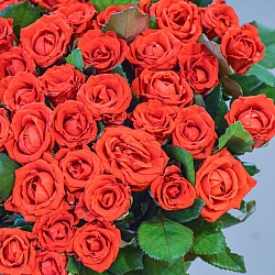 51 красная роза 35-40см (Россия)