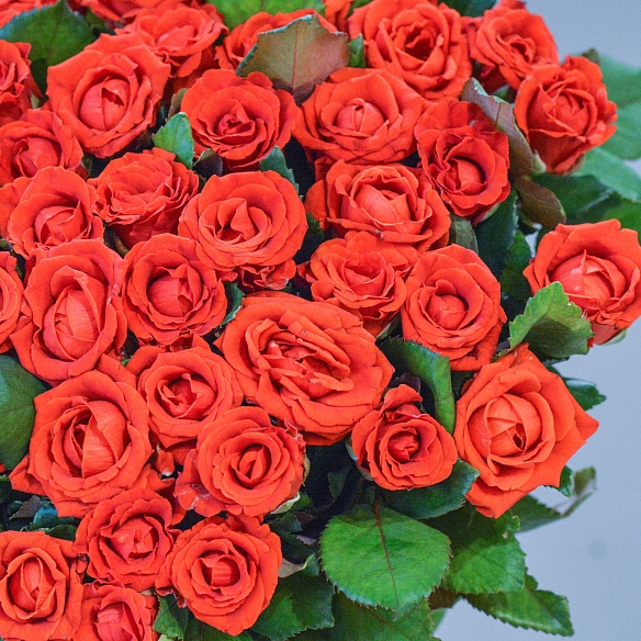 51 красная роза 35-40см (Россия)