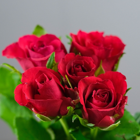 5 красных роз под ленту